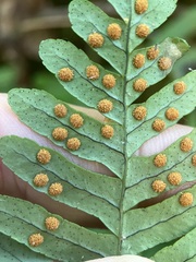 Polypodium virginianum