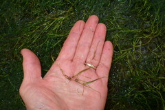 Zannichellia palustris