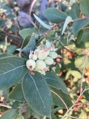 Symphoricarpos occidentalis