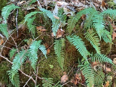 Polypodium virginianum
