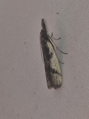 Peoria longipalpella