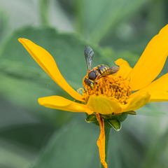 Anthidium oblongatum