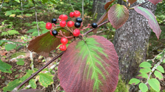 Viburnum lantanoides image