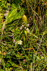 Satyrium sphaerocarpum