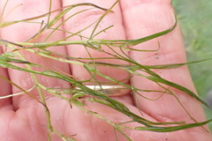 Zannichellia palustris