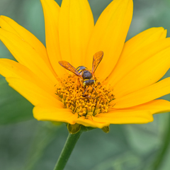 Anthidium oblongatum