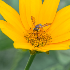Anthidium oblongatum