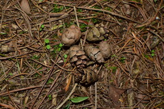 Tsuga chinensis