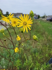 Silphium terebinthinaceum