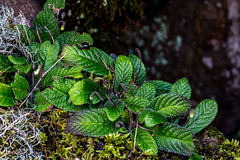 Streptocarpus pusillus