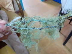 Usnea