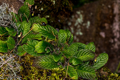 Streptocarpus pusillus