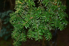 Tsuga chinensis