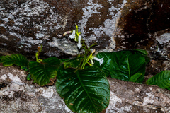 Streptocarpus pusillus