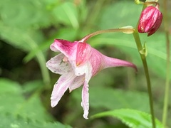 Impatiens devolii