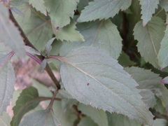 Trachelium caeruleum