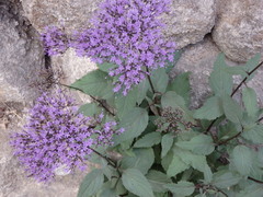 Trachelium caeruleum