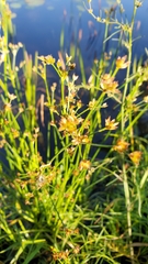 Juncus articulatus