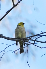 Ptilotula penicillata