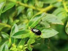 Celyphidae
