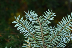 Tsuga chinensis