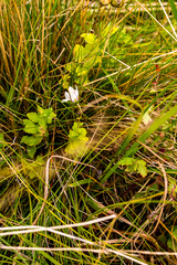 Wahlenbergia rivularis