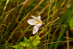 Wahlenbergia rivularis