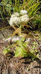 Eupatorium perfoliatum