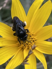 Melissodes bimaculatus