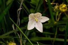Wahlenbergia rivularis