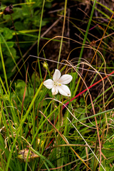 Wahlenbergia rivularis