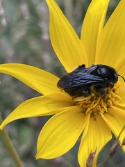 Melissodes bimaculatus