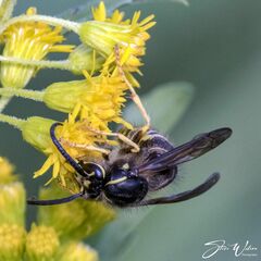 Dolichovespula arctica