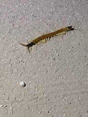 Scolopendra heros