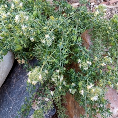 Reseda phyteuma