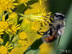 Eristalis anthophorina