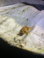 Dendropsophus microcephalus