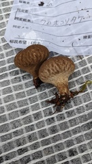 Lycoperdon nigrescens