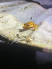 Dendropsophus microcephalus