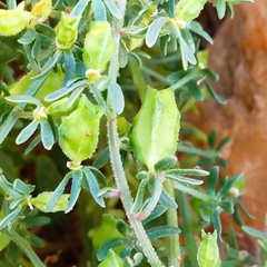 Reseda phyteuma