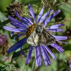 Syngrapha interrogationis