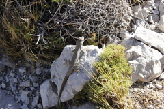 Liolaemus austromendocinus