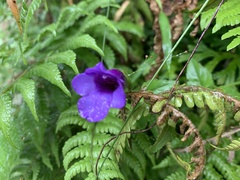Torenia concolor