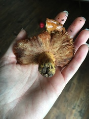 Lactifluus hygrophoroides