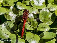 Sympetrum internum