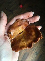 Lactifluus hygrophoroides