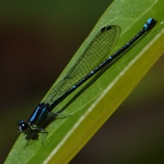 Argia oculata
