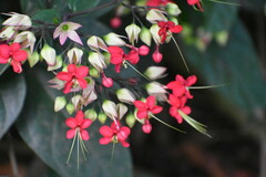 Ajugoideae