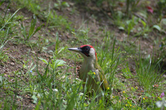 Picus viridis
