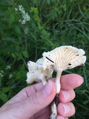 Lentinus tigrinus